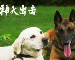 神犬出击,忠诚守护，勇闯天涯